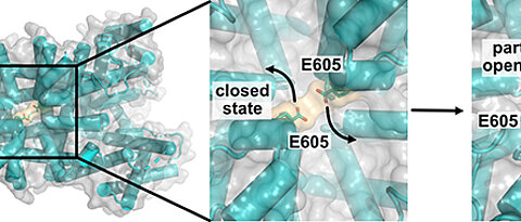 3-Dimensional sketch of the TPC1 channel protein looking at the vacuolar pore entrance from above.