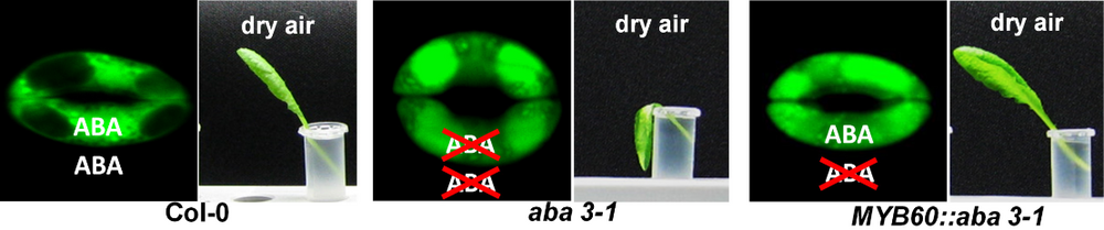 Durch ABA im Wildtyp geschlossenes Stoma bei trockener Luft, Blatt überlebt. Nicht schließendes Stoma in ABA-freier Mutante, Blatt welkt. Geschlossenes Stoma in Mutantenpflanze mit nur in der Schließzelle wiederhergestellter ABA-Produktion, Blatt überlebt.