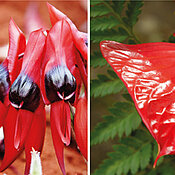 Beispiele für glänzende Blumen in der Natur: Butterblumen, Erbsen, Flamingoblumen und Orchideen. 
