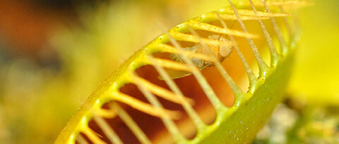 Die Fliege in der Falle: Sobald ein Insekt spezielle Sinneshaare auf der inneren Oberfläche der geöffneten Klappfalle berührt, schnappt diese zu. (Foto: Rainer Hedrich/Sönke Scherzer)