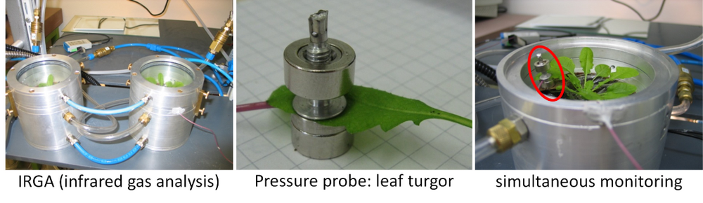 Measuring methods: Left: gas exchange cuvette for measurement of water loss via stomata. Middle: pressure probe mounted on a leaf for measurement of the leaf turgor. Right: simultaneous measurement of gas exchange and leaf turgor.