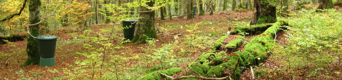 Herbstlicher Buchenwald mit Messinstrumenten