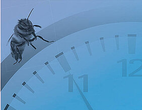 Wie die inneren Uhren der Insekten ticken, kann man im Biozentrum erfahren. (Bild: Barbara Knievel)