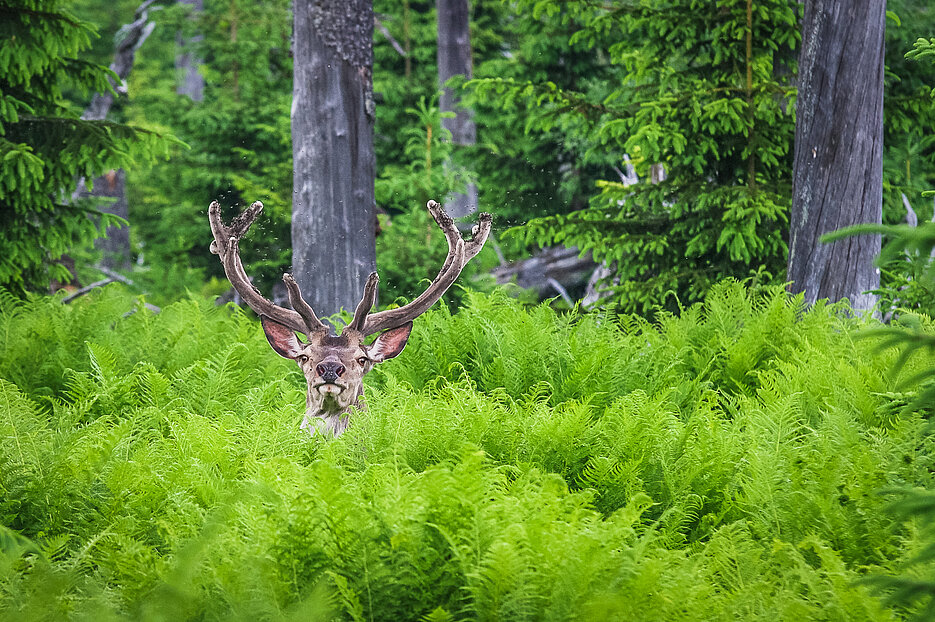 Rothirsche folgen im Frühjahr dem frischen und nährstoffreichen Grün von den Tal- zu den Höhenlagen. (Foto: Rainer Simonis/Nationalpark Bayerischer Wald)