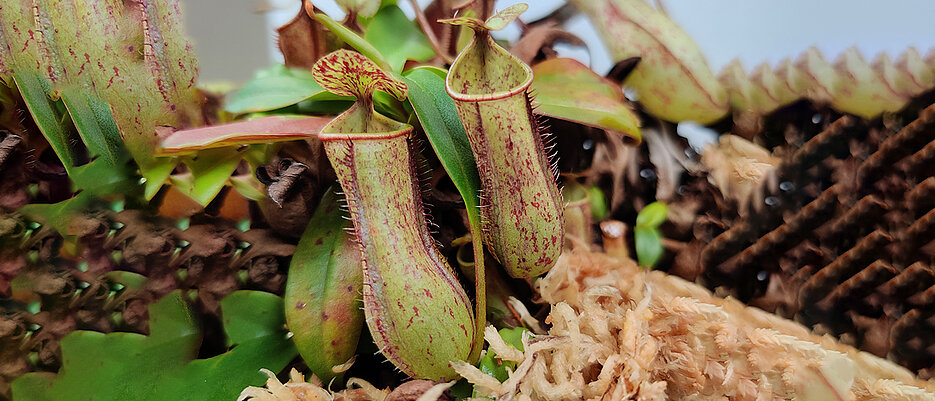 Nephentes gracilis nutzt ihre Kannen, um Insekten zu fangen. Die Art kommt in Südostasien vor.