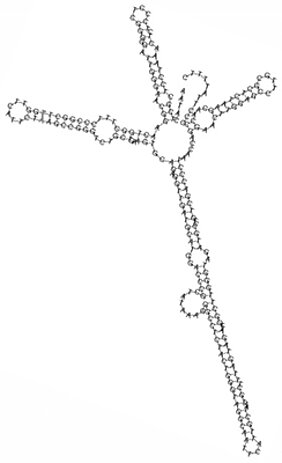 Struktur des ITS 2-Moleküls