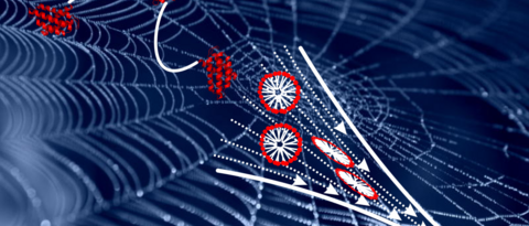 Bild: Lösliche Seidenproteine durchlaufen im Spinnkanal von Webspinnen Struktur- und Phasenübergänge, bevor aus ihnen eine feste Faser für den Netzbau ensteht.