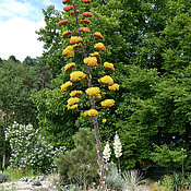 Fünf Meter ragt der Blütenstand der Agave im Botanischen Garten der Uni Würzburg in die Höhe. 