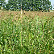 Test area on which the grass species were collected. 