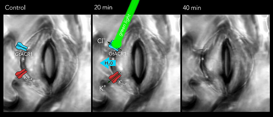 Remote control for stomatal movement. Green light can activate the GtACR1 channel in guard cells that surround an open pore (left). Active GtACR1 channels release chloride ions, which automatically also causes the efflux of potassium ions and the release of water (middle). Because of slackening of the guard cells the stomatal pores in the leaf surface close (right).