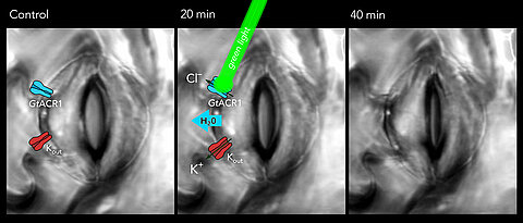 Remote control for stomatal movement. Green light can activate the GtACR1 channel in guard cells that surround an open pore (left). Active GtACR1 channels release chloride ions, which automatically also causes the efflux of potassium ions and the release of water (middle). Because of slackening of the guard cells the stomatal pores in the leaf surface close (right).