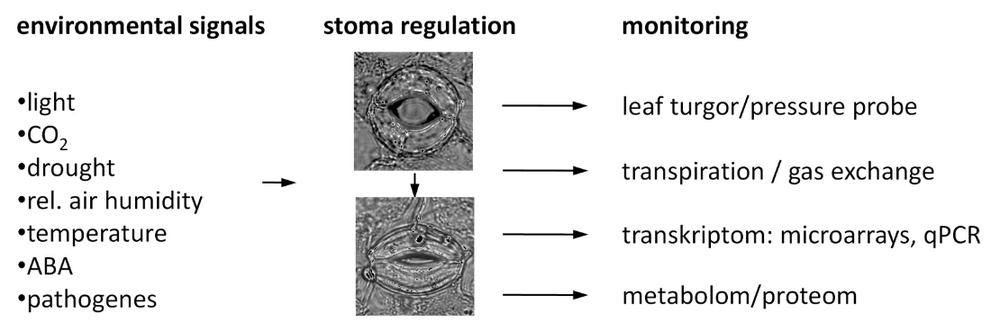 Experimental setup. Left: signals that lead to stomatal closure. Middle: open stoma and arrowhead to closed stoma. Right: monitored parameters.