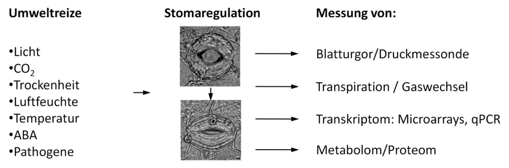 Experimenteller Ansatz. Links: Signale die zum Stomaschluss führen, Mitte: Stoma offen und  Pfeil zu Stoma geschlossen, Rechts: Parameter, die erfasst werden.