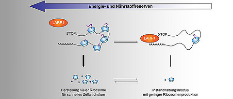 Cells probably require up to 50 percent of their energy reserves for ribosome production. Under nutrient deficiency, the LARP1 protein ensures that protein production is reduced.