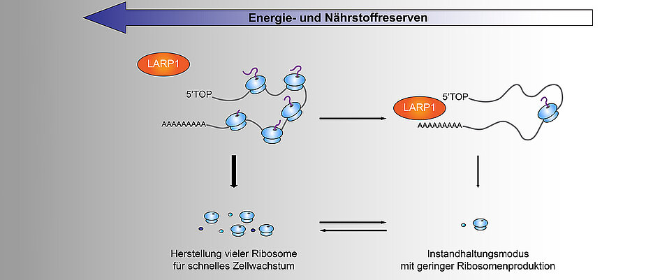 Zellen benötigen vermutlich bis zu 50 Prozent ihrer Energiereserven zur Ribosomen-Herstellung. Das LARP1-Protein sorgt unter Nährstoffmangel dafür, dass die Proteinproduktion reduziert wird. 