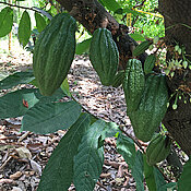 Kakaobaum mit Früchten und Blüten.
