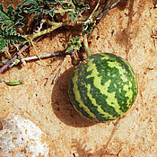 Die Wüstenpflanze Koloquinte bringt melonenähnliche Früchte hervor.