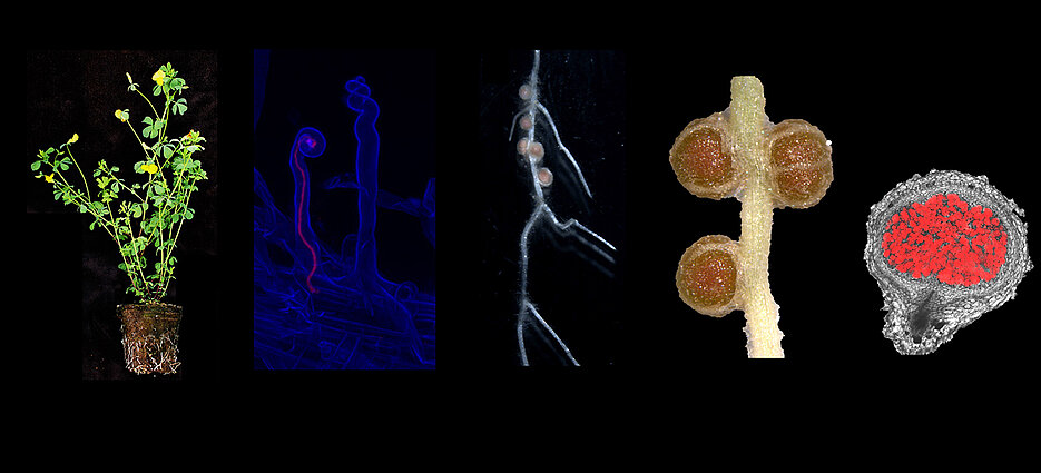 Bilder einer Symbiose: die Leguminosen-Modellpflanze Lotus japonicus, bei der Bakterien in die Wurzelhaare einwandern. Es bilden sich die typischen Knöllchen. Rechts ein Querschnitt durch ein Knöllchen.