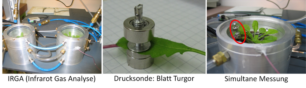 Messmethoden: Links: Gasaustauschküvette zur Messung des Wasserverlustes über die Stomata. Mitte: Drucksonde am Blatt zur Messung des Blattturgors. Rechts: Simultane Messung von Gasaustausch und Blattturgor.