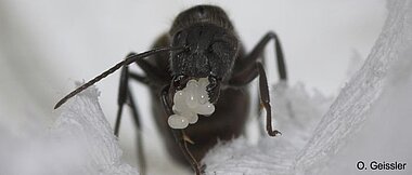 Rossameisen(<i>Camponotus</i>) Königin trägt ein Ei-Paket zwischen den Mandibeln