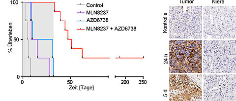 Überlebenskurve des TH-MYCN-Mausmodells bei Langzeitbehandlung mit Aurora-A-Inhibitor (lila), ATR-Inhibitor (blau) oder der Kombination aus beiden Wirkstoffen (rot). Deutlich ist erkennbar, dass die Kombinationstherapie die Überlebenszeit verlängert.