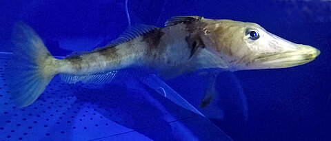 Icefish under water