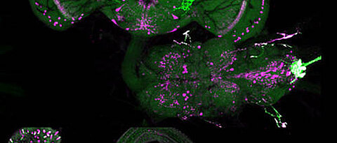 Allatostatin A-herstellende Zellen im Gehirn und Mitteldarm der Taufliege (magenta) und genetische Markierung (grün). (Foto: AG Wegener)