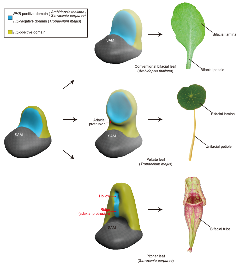 Adaxial–abaxial polarity in leaf development