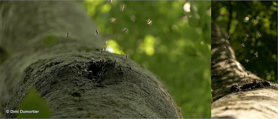 Wilde Honigbienen an ihrem Nistplatz in einer Baumhöhle.