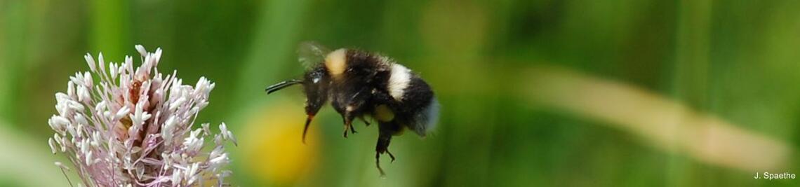 Hummel (<i>Bombus lucorum</i>) fliegt mit ausgestreckter Zunge auf eine Wegerich (<i>Plantago</i>) Blüte zu