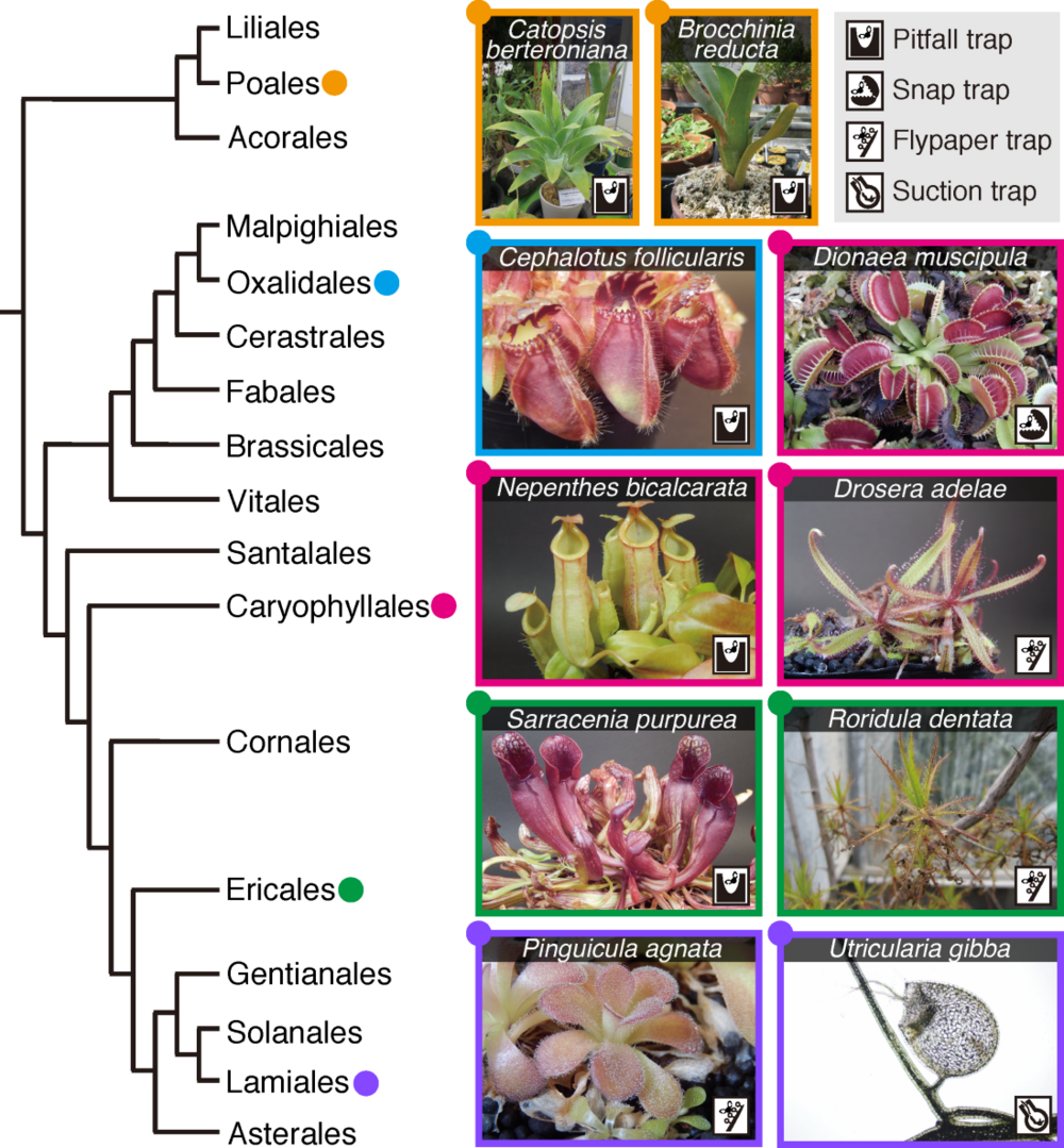 Phylogenetic relationships of carnivorous plants