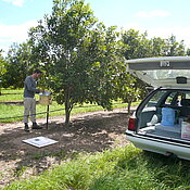 Kaluza auf einer Macadamia-Plantage