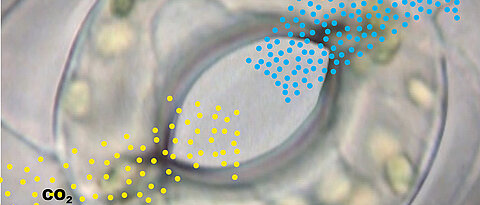 Gas exchange through the stomata: Carbon dioxide is taken in; at the same time a hundred water molecules (H2O) escape for each CO2 molecule that is taken up.