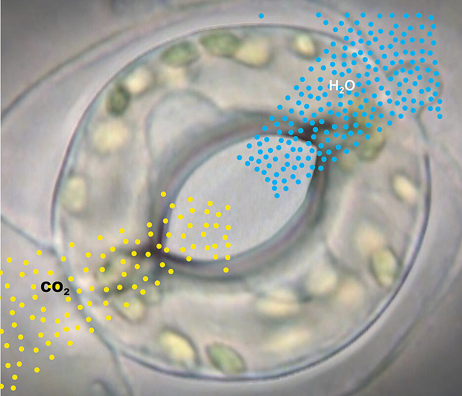 Gasaustausch über die Stomata: Kohlendioxid wird aufgenommen, gleichzeitig werden pro aufgenommenem CO2-Molekül hunderte Moleküle Wasser (H2O) abgegeben.