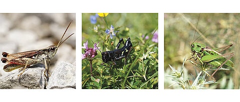 Drei Heuschrecken-Arten, deren Ernährungsverhalten untersucht wurde (v.l.): der Kiesbankgrashüpfer, die Alpine Gebirgsschrecke, die an einer Labkraut-Art frisst, und der auch in Unterfranken vorkommende Warzenbeißer.