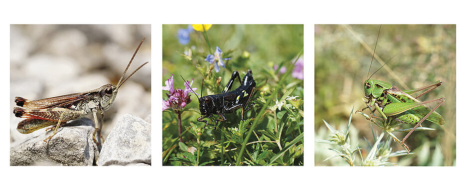 Photos of the grasshopper species Gravel Grasshopper, Green Mountain Grasshopper, and the Wart-biter.