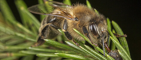 Eine Honigbiene (Apis mellifera) sammelt Honigtau auf einer Tanne.