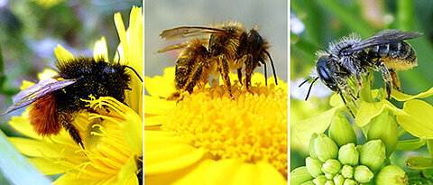 The researchers studied three mason bee species (from left): the European orchard bee (Osmia cornuta), the red mason bee (Osmia bicornis) and Osmia brevicornis. 
