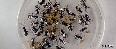 Petri Schale mit Rossameisen (<i>Camponotus</i>) individual markiert durch winzige aufgeklebte bedruckte Papierschnipsel