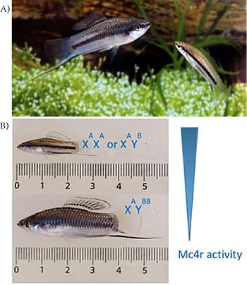 Wild type Xiphophorus nigresis male fish showing body length polymorphism (A) and genetic polymophism (B) (Source: modified from Maderspacher F. 2010, Curr Biol and Lampert KP et al. 2010, Curr Biol)