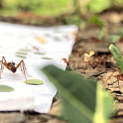 Mit fünf Millimeter großen Scheiben aus echten Blättern von fünf verschiedenen Baumarten hat das Forschungsteam untersucht, welche Arten die Ameisen bevorzugen. 
