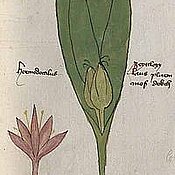Die Herbstzeitlose (Colchicum autumnale L.) blüht im Herbst und bringt im Frühjahr Frucht und grüne Blätter hervor. Die botanische Zeichnung zeigt auch die Knolle unter der Erde, das Kraftwerk der giftigen Pflanze. (Fotos Johannes Mayer)