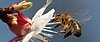 Pollensammelnde Honigbiene im Landeanflug auf eine weiße Kirschblüte