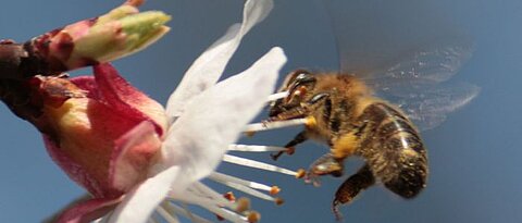 Pollen-collecting honeybee attempts landing on a cherry blossom