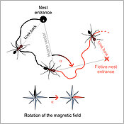 Schematische Zeichnung der Wege zum Nesteingang