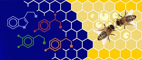 Schematisierte Bienen und Strukturformeln organischer Verbindungen