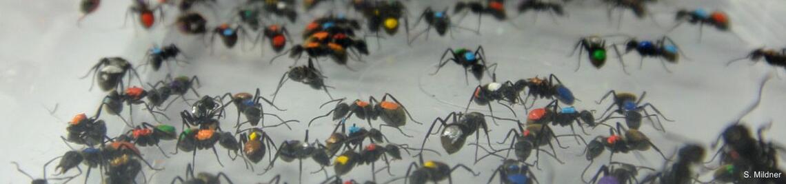 Ameisen (<i>Camponotus</i>) mit farblichen Markierungen auf Thorax und Abdomen