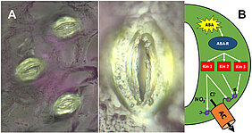 Blattporen mit ihren charakteristischen bohnenförmigen Schließzellen (A). Rechts ist schematisch der Mechanismus gezeigt, mit dem Pflanzen bei Trockenheit die Poren schließen. (Bild: Dietmar Geiger)