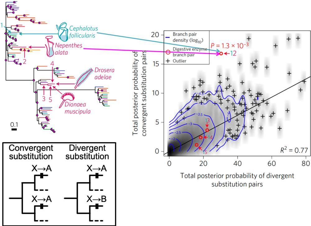 Molecular convergence of chitinases