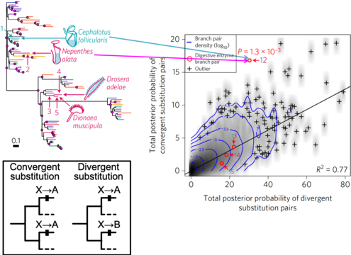 Molecular convergence of chitinases